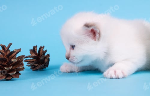 Vista previa: cute little Birman cat isolated in a removable background, aborable kitten concept