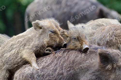 Preview: Young wild boar