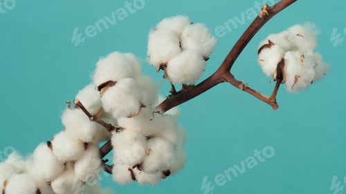 Preview: Cotton branch. Real delicate soft and gentle natural white cotton balls flower