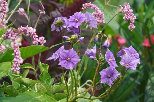 Preview: Giant Potato Creeper (Solanum Wendlandii). Called Costa Rica Nightshade And Potato Vine Also