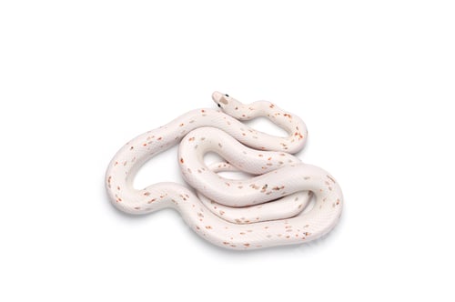 Preview: Corn snake isolated on white background