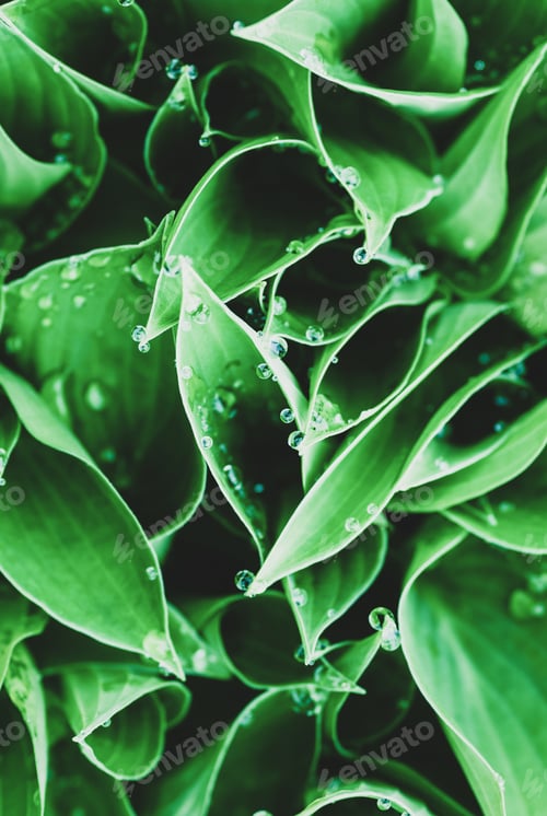 Preview: Green leaves with water drops, plant backgrounds