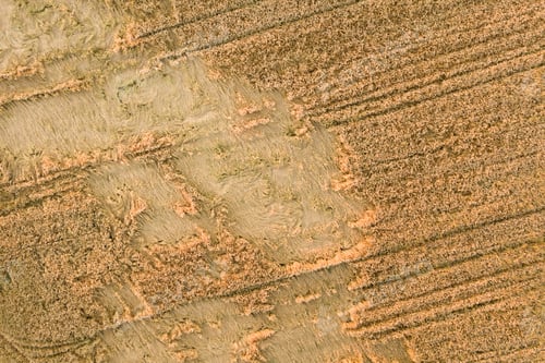 Preview: Aerial view of ripe farm field ready for harvesting with fallen down broken by wind wheat