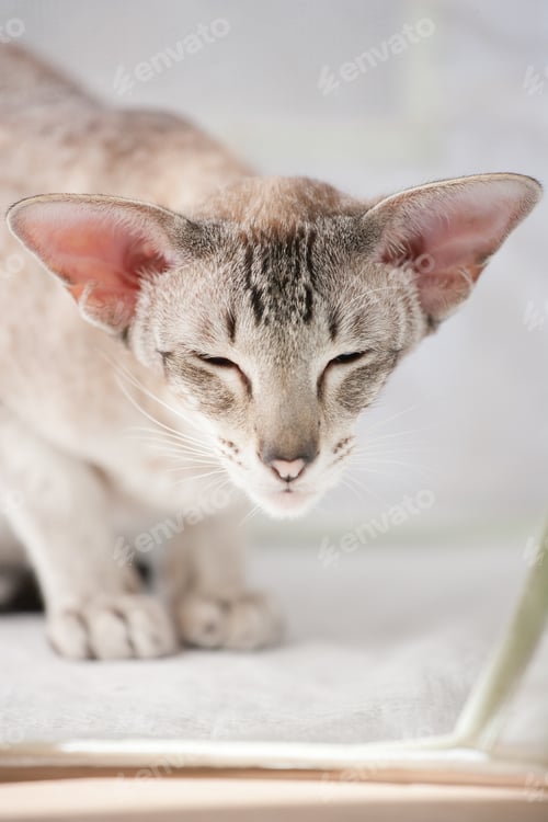 Preview: adorable siamese cat kitten with blue eyes