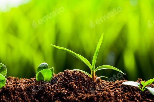 Preview: New life. Young sprout in springtime,Closeup.