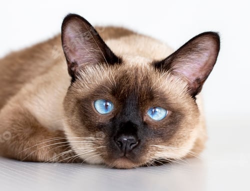 Preview: Pet animal; cute siamese cat
