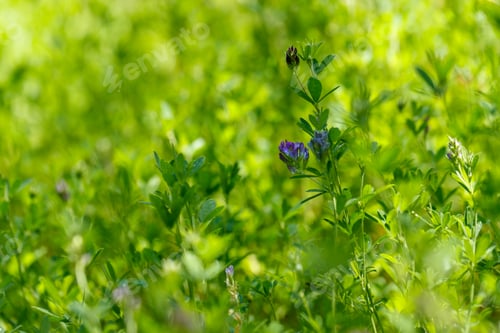 Preview: Beautiful fresh green floral background