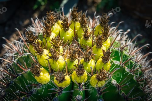 Preview: Barrel Cactus