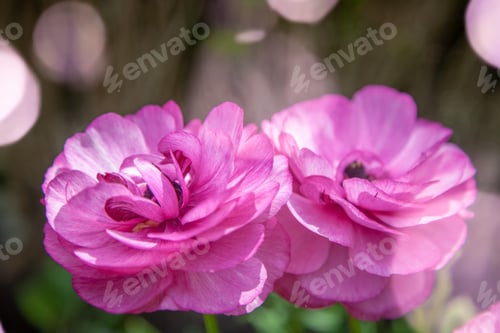 Preview: close up view of beautiful purple ranunculus flowers