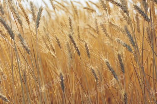 Preview: Close up of summer wheat field, Whitman County, Palouse, Washington, USA.