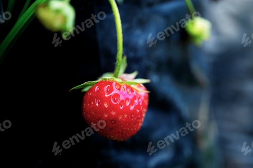 Preview: Strawberry on tree in farm