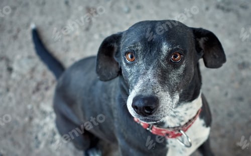 Preview: Selective focus shot of a black half-breed hybrid dog with a red martingale
