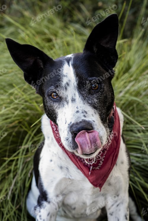 Preview: Vertical shot of a cute teddy roosevelt terrier dog sitting on the grass