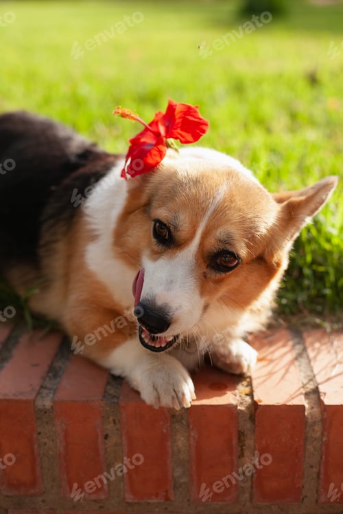 Preview: welsh corgi cardigan dog with red flower in the park in summer