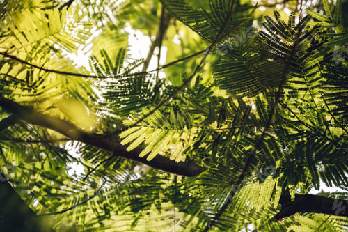 Preview: Close-up of Leaves of The Flame tree. Green leaf background concept. Natural environment wallpaper.