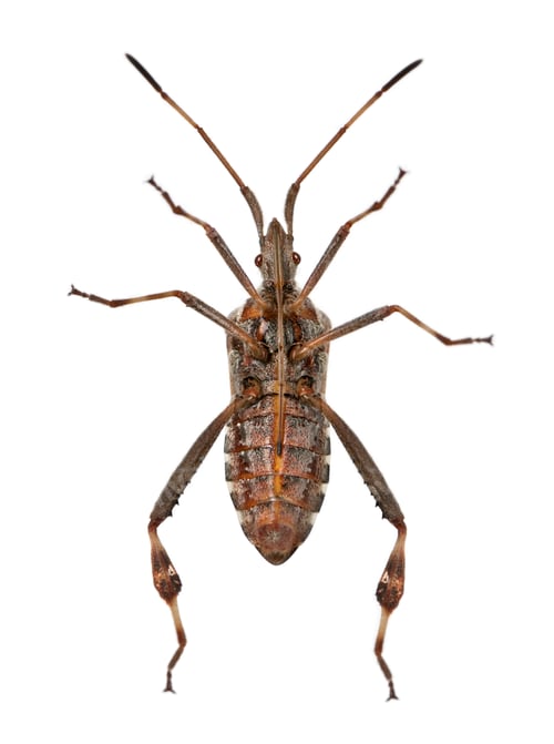 Preview: Western conifer seed bug, Leptoglossus occidentalis, in front of white background
