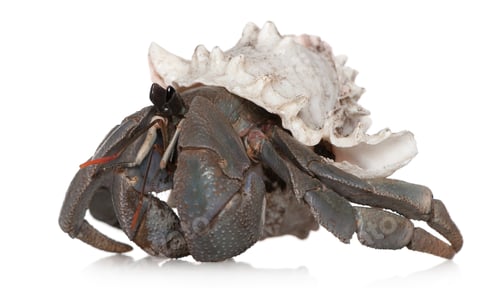 Preview: Hermit crab against white background