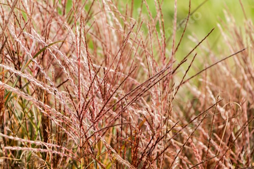 Preview: Natural autumn background. Abstract background of dried ornamental herbs