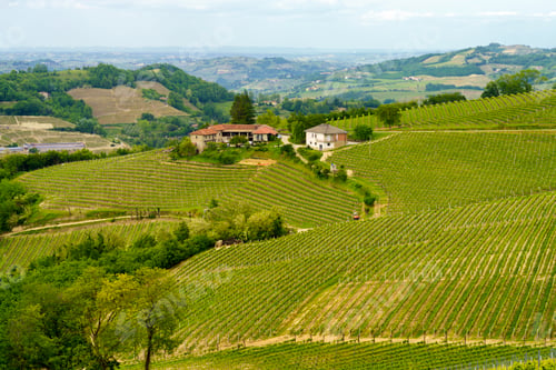 Preview: Landscape of Langhe, Piedmont, Italy near Diano at May