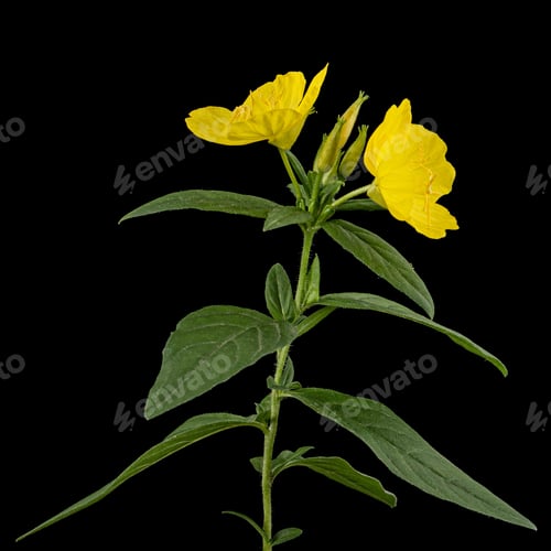 Preview: Flower of yellow Evening Primrose, lat. Oenothera, isolated on black background
