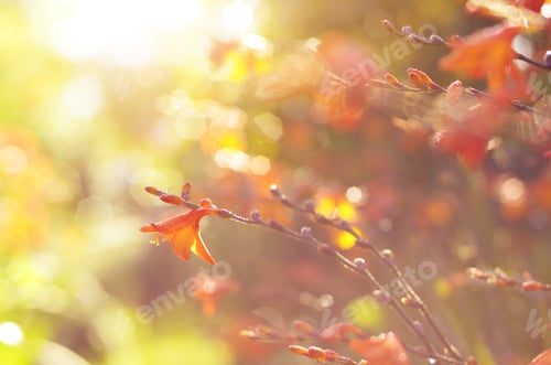 Preview: Flowers of a Crocosmia or Montbretia against sunlight