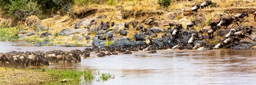 Preview: Wildebeest Swimming Across the Mara River