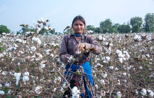 Preview: Woman harvesting cotton in a cotton field.