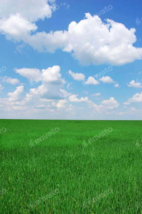 Preview: Green field and sky