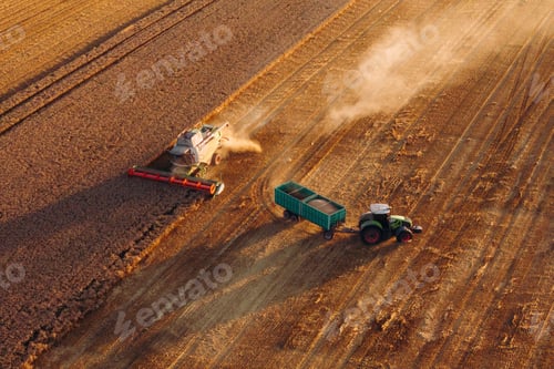 Preview: Collecting grain. Agricultural machine harvesting wheat