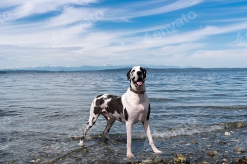 Preview: Very handsome Great Dane on beach