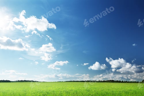 Preview: Field Of Grass And Perfect Sky