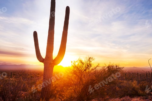 Preview: Cactus