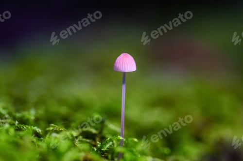 Preview: Close up image of a mushroom on the tree during fall season