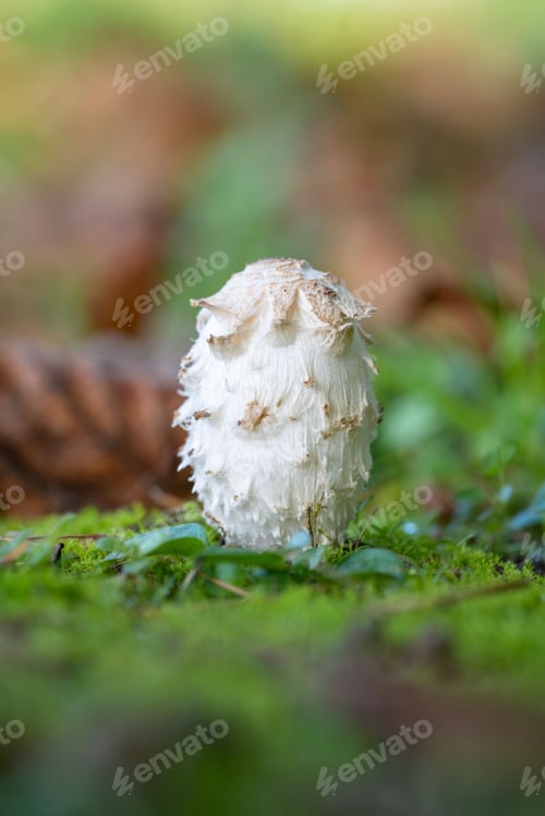 Preview: Small Shaggy mane mushroom in the forest