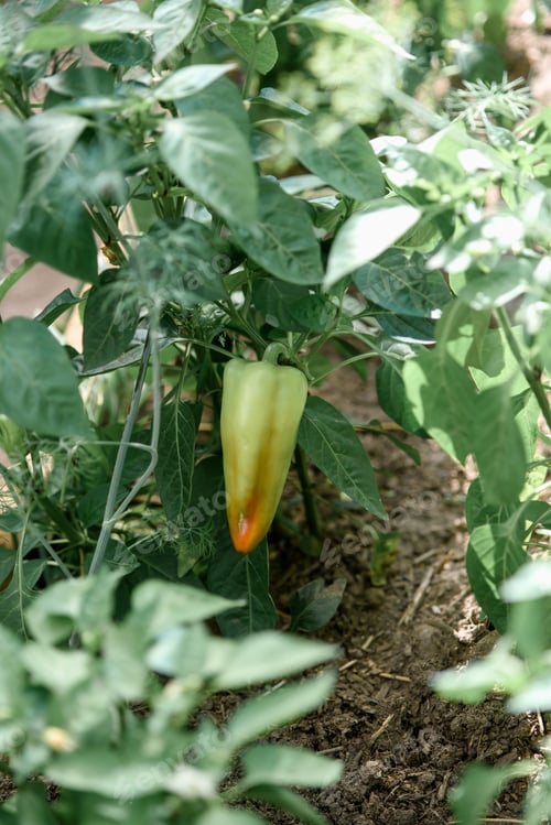 Preview: Sweet juicy green pepper ripening on a branch in a greenhouse