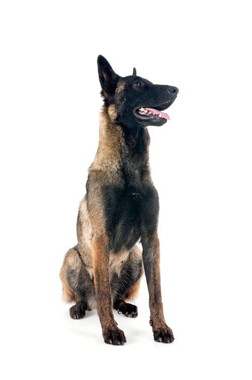 Preview: malinois in studio