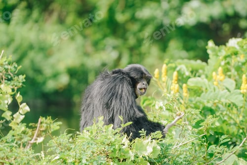 Preview: Siamang or Symphalangus syndactylus, an endangered arboreal, black furred gibbon.