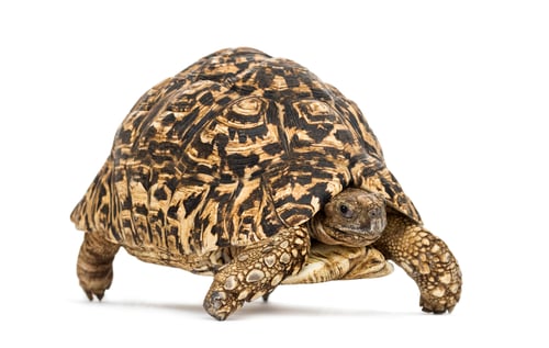 Preview: Leopard tortoise, Stigmochelys pardalis, in front of white background