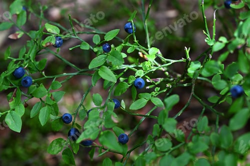 Preview: Bush with wild blueberries