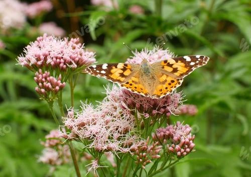 Preview: Colorful butterfly on a flower