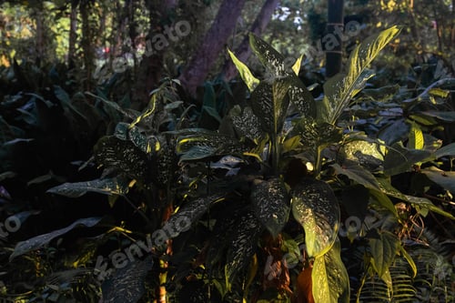 Preview: Creative nature background. Gold and green tropical palm leaves. Minimal summer