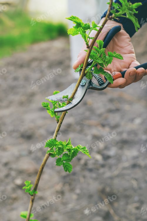 Preview: nature