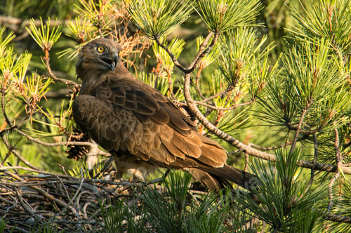 Preview: Eagle feeding newborn bird in nest