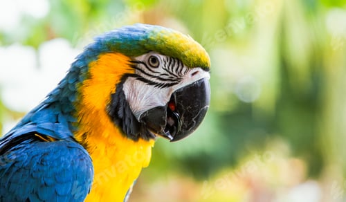 Preview: beautiful Blue-and-Yellow Macaw in rainforest