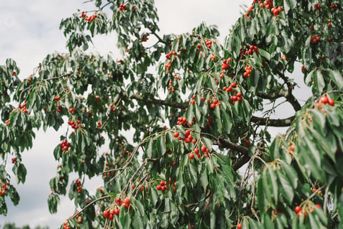Preview: Cherry tree branch.