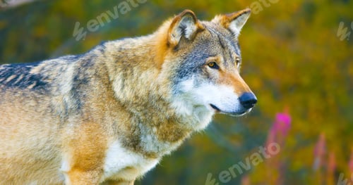 Preview: Large male grey wolf in the autumn colored forest