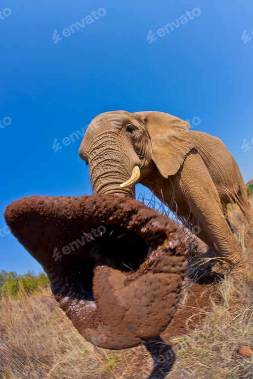 Preview: Elephant, South Africa