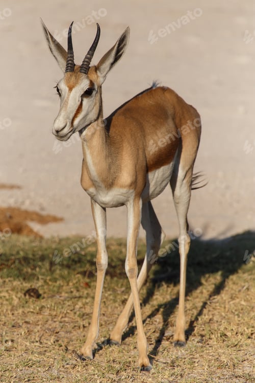 Preview: Springbok - Etosha Safari Park in Namibia