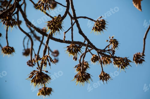 Preview: Mahua Madhuca longifolia Tree in the Forest