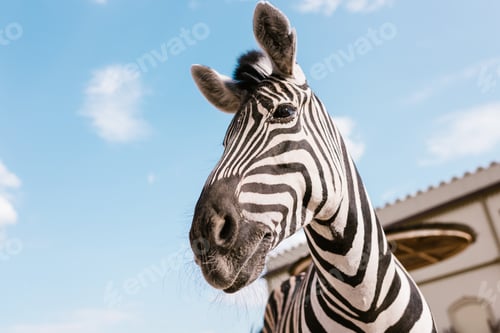 Preview: low angle view of zebra muzzle against blue cloudy sky at zoo